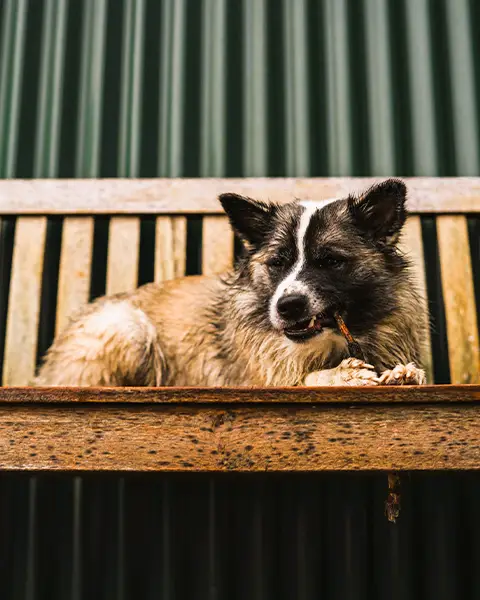 Efstidalur Dairy Farm